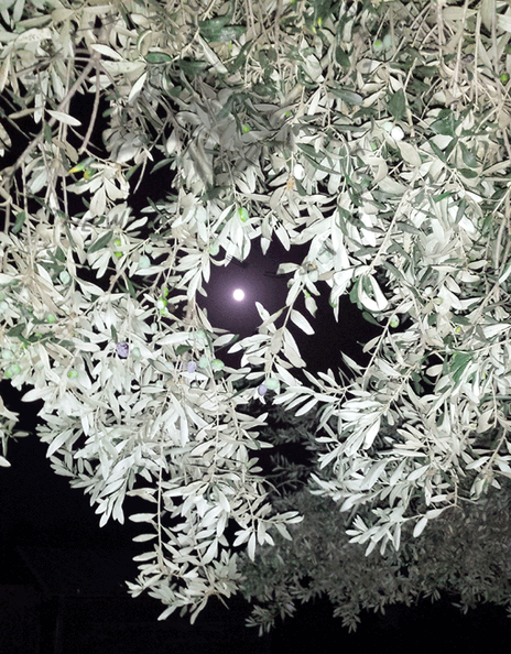 Moon through olives