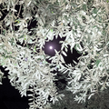 Moon through olives